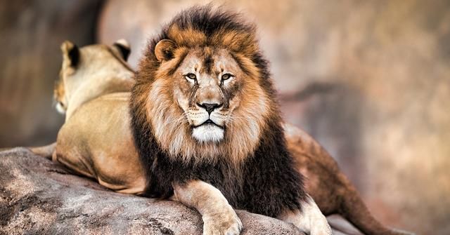 雄狮为什么能成为百兽之王？因为它从小到大要经历数次“迫害”