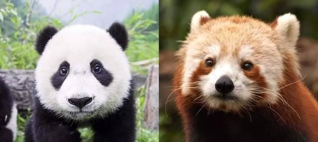 第一次知道小熊猫不是指大熊猫小时候