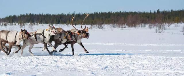 给圣诞老人拉雪橇的，到底是什么鹿？