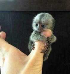 世界上最小的猴子——拇指猴
