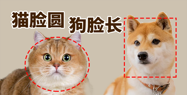 为什么猫科是圆脸，犬科是大长脸？