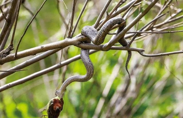 冬眠的蛇没有攻击性，经常被其它动物吃掉，可为什么还会咬人？
