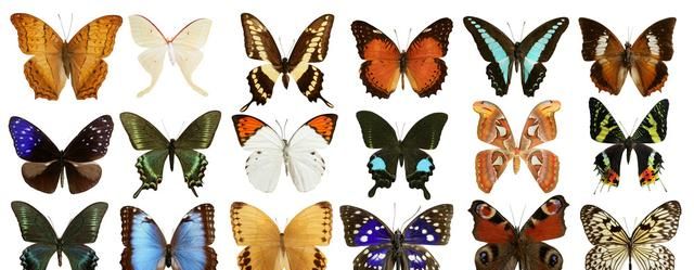 蝴蝶的翅膀为什么那么美丽鲜艳，具有五颜六色，各种色彩
