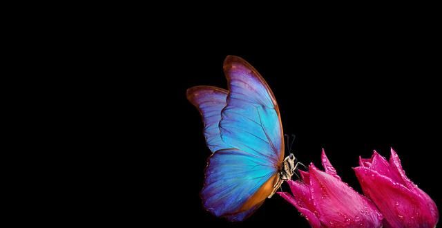 蝴蝶的翅膀为什么那么美丽鲜艳，具有五颜六色，各种色彩