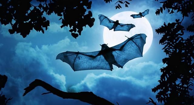 蝙蝠在传统中国是福气的象征，为何在西方人眼中，却是恶魔的代表