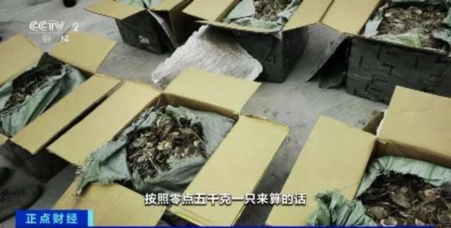 广东警方查获穿山甲鳞片8吨，穿山甲鳞片真能治病？