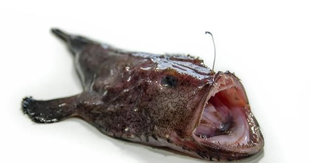 海洋里的6种丑八怪鱼，有一种鱼“脸都没有”，看完长见识了