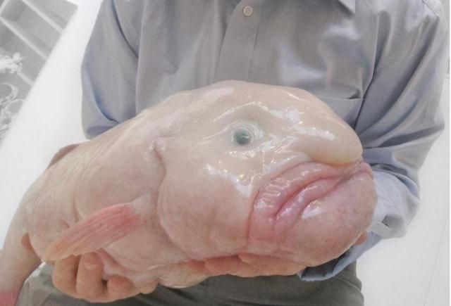 海洋里的6种丑八怪鱼，有一种鱼“脸都没有”，看完长见识了