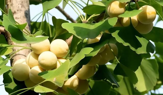 “白果”就是银杏树的果实吗？它真的能吃吗？为何掉一地没人要？