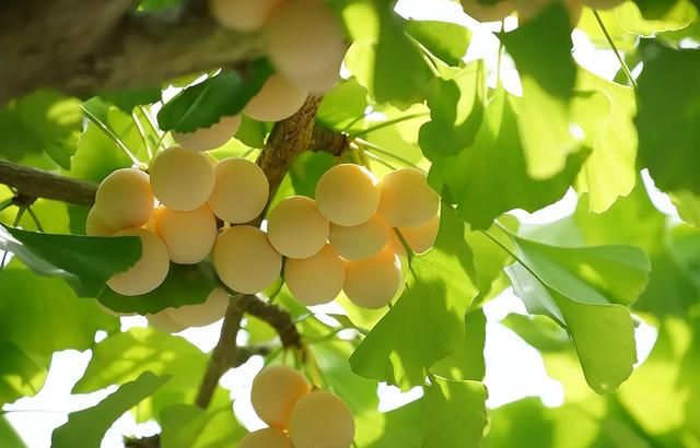 “白果”就是银杏树的果实吗？它真的能吃吗？为何掉一地没人要？