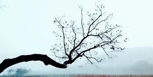 苏小玄：一棵会跑的树