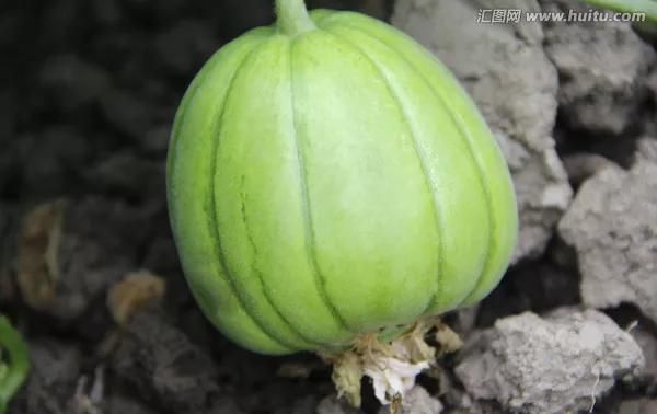 未成熟的香瓜能吃吗？