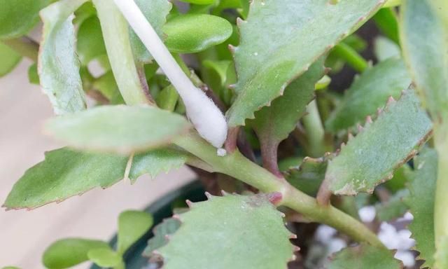 快速摆脱粉蚧虫几个小技巧，为啥家里的盆栽植物容易长粉蚧？