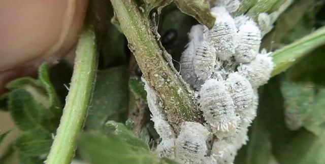 快速摆脱粉蚧虫几个小技巧，为啥家里的盆栽植物容易长粉蚧？