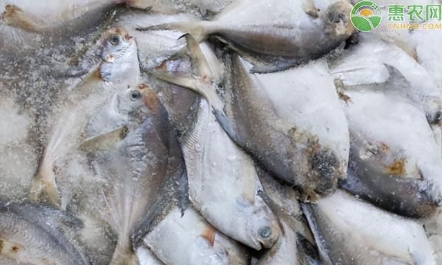 银鲳鱼价格多少钱一斤？银鲳鱼能养殖吗？银鲳鱼和金鲳鱼的区别？