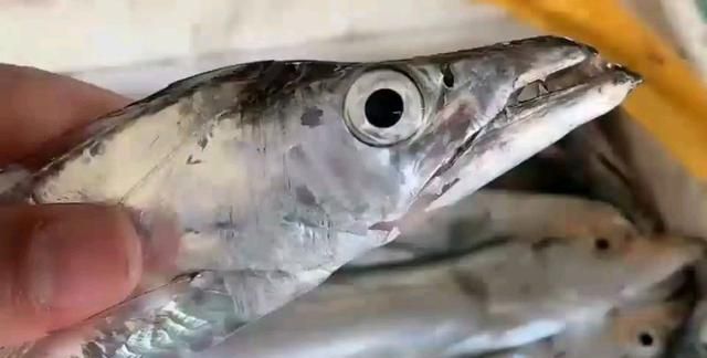 买带鱼，注意分清“黑眼睛”和“黄眼睛”，区别挺大，再买不费钱