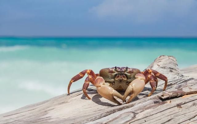 【答个疑】刚死的螃蟹能吃吗？哪些部位不能吃？