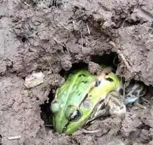 青蛙为什么要冬眠？