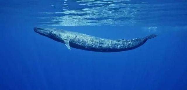 不止海洋中有“鲸落”，淡水鱼类死亡后，下场更悲惨