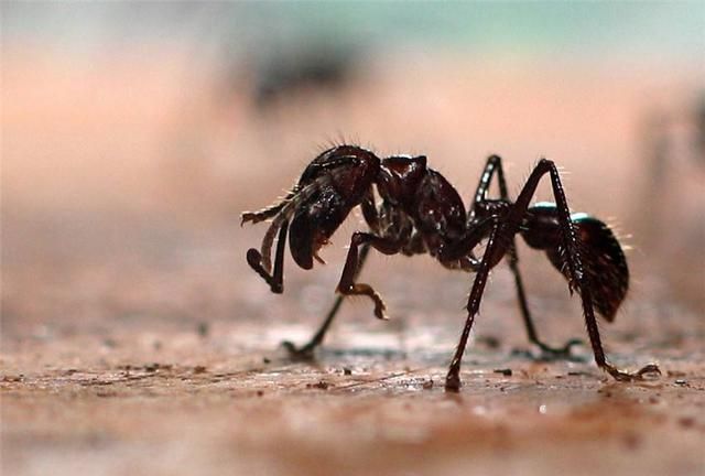 盘点世界上那些奇特的蚂蚁