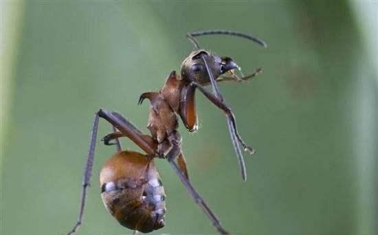 盘点世界上那些奇特的蚂蚁