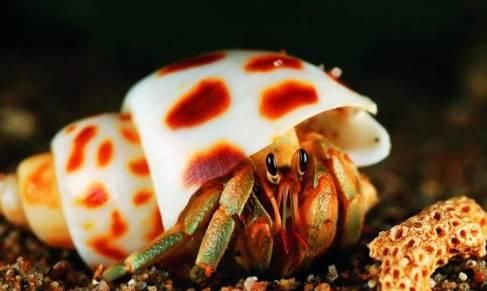 认识一种爱爬树的螃蟹，还容易被淹死？