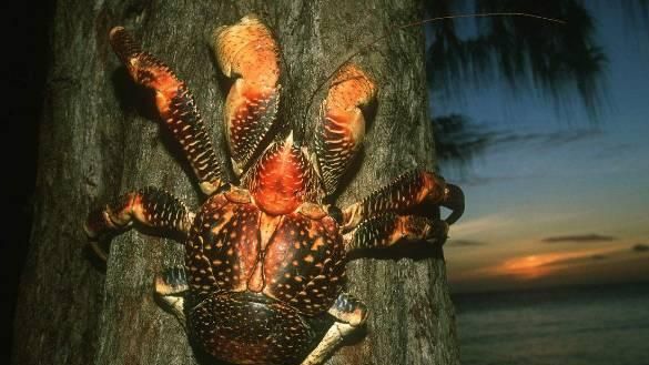 认识一种爱爬树的螃蟹，还容易被淹死？