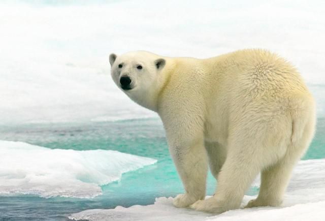 辟谣：有人说北极熊打不过棕熊，这是真的吗？