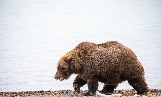 辟谣：有人说北极熊打不过棕熊，这是真的吗？