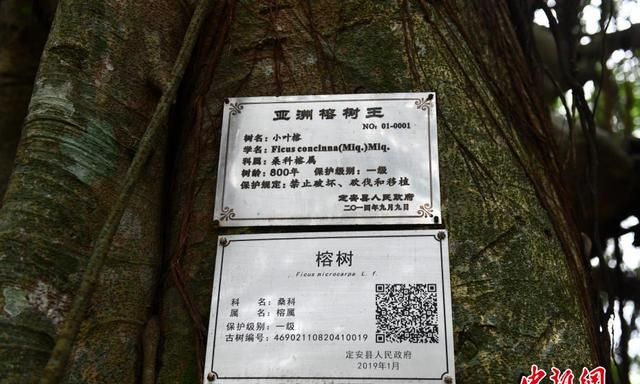 一颗树占地近10亩！海南800年大榕树“独木成林”成奇观