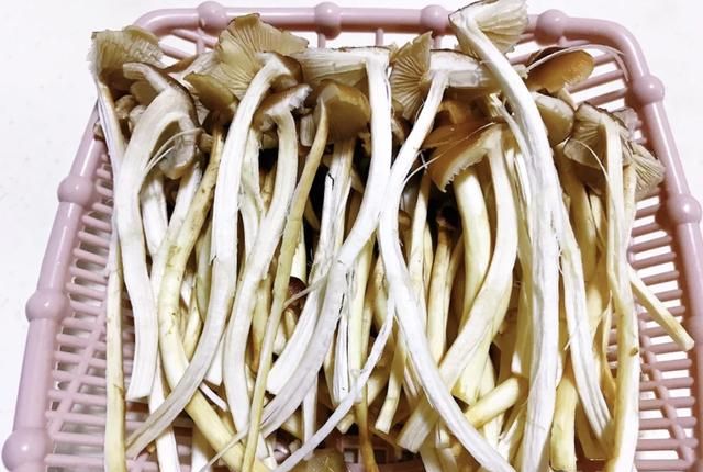 “中华神菇”——茶树菇的功效与作用，茶树菇的饮食禁忌