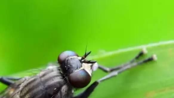 为何昆虫没有鼻子，却嗅觉灵敏呢？