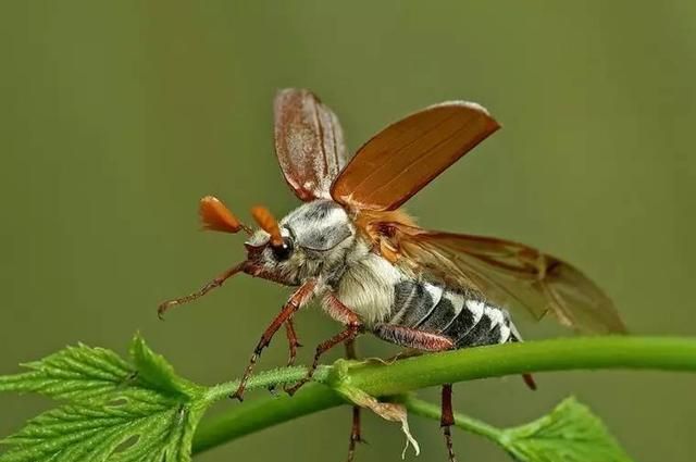 为何昆虫没有鼻子，却嗅觉灵敏呢？