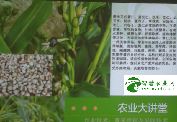 农业技术：薏米管理及采收技术