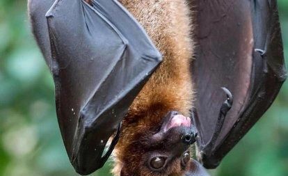 蝙蝠为什么是哺乳动物？而不属于鸟类？