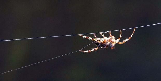 蜘蛛是怎么结网的？