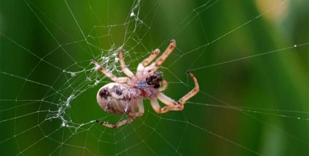 蜘蛛是怎么结网的？