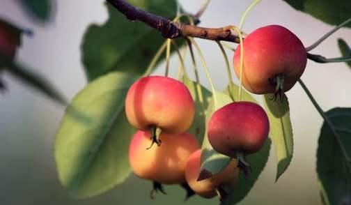 花红和楸子都是古老果树，长得很像，怎么区分呢？