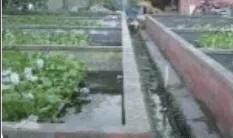 农村庭院怎么养殖黄鳝？