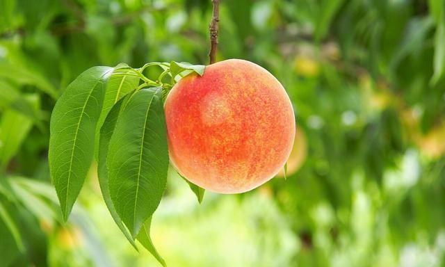 黄桃和桃子口感的区别是什么？壹健康经验