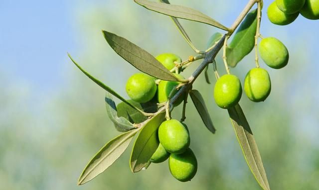 生吃青橄榄可是因人而异