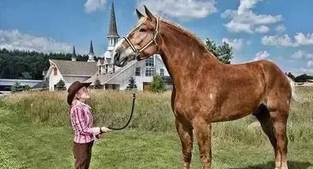 你知道有哪些与马有关的吉尼斯世界纪录吗？