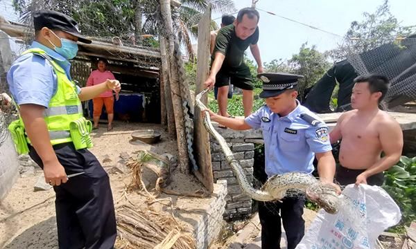 三亚海岸警察救助放生国家一级保护野生动物蟒蛇