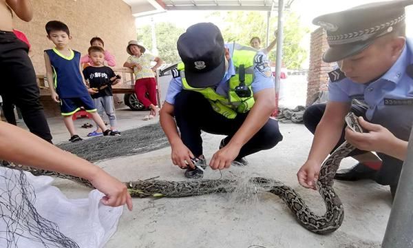 三亚海岸警察救助放生国家一级保护野生动物蟒蛇