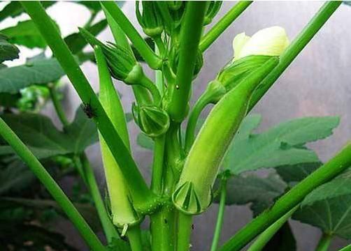 黄秋葵也叫补肾菜，要想苗壮产量高，管理需做到“7要7不要”