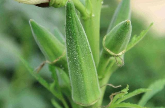黄秋葵也叫补肾菜，要想苗壮产量高，管理需做到“7要7不要”