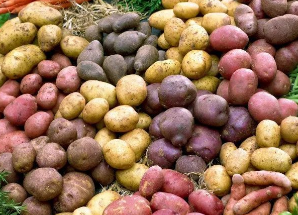 这种“黑色”的土豆能吃吗？你吃过吗？