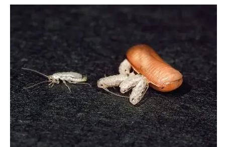蟑螂卵长什么样！你知道蟑螂应该怎样消灭吗？