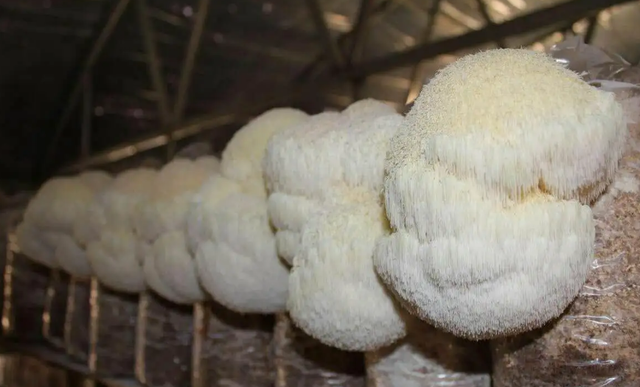 中国八大“山珍”之一，长得像毛茸茸动物的真菌