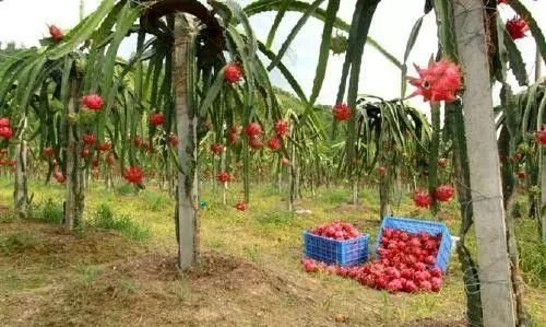 火龙果的种植技术！